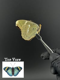 #048 Euphaedra Medon (Widespread Forester Butterfly)