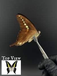 #049 Graphium Codrus (Olive Triangle Butterfly)