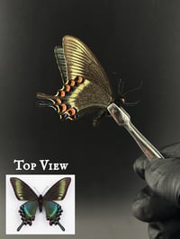 #050 Papilio Maackii (Alpine Black Swallowtail, Spring Form)