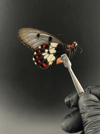 #051 Cressida Cressida (Clearwing Swallowtail, Male)