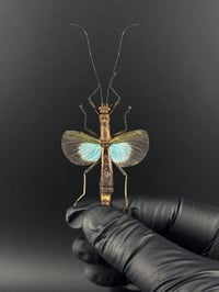#052 Orthomeria Versicolor (Blue Stick Insect)