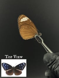#055 Euploea Tulliolus (Dwarf Crow Butterfly)