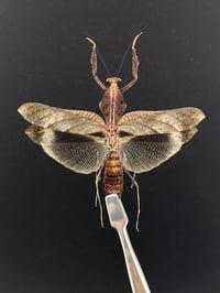 Image 1 of #066 Deroplatys Lobata (Dead Leaf Mantis, Female)