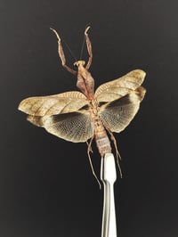 Image 2 of #066 Deroplatys Lobata (Dead Leaf Mantis, Female)