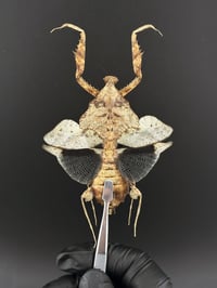 Image 1 of #066 Deroplatys Lobata (Dead Leaf Mantis, Male)