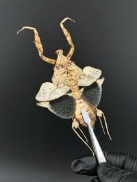 Image 2 of #066 Deroplatys Lobata (Dead Leaf Mantis, Male)