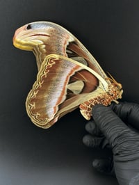 #072 Attacus Atlas (Atlas Moth, Female)