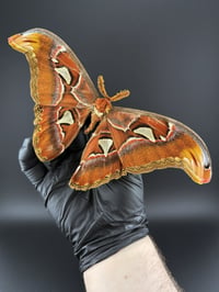 Image 1 of #072 Attacus Atlas (Atlas Moth, Male)