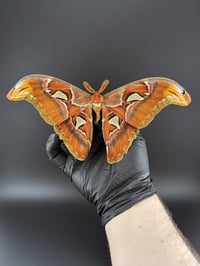 Image 2 of #072 Attacus Atlas (Atlas Moth, Male)