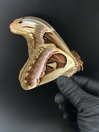 Image 3 of #072 Attacus Atlas (Atlas Moth, Male)