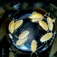 Image 2 of White 'Calico' - Porcellio Scaber 