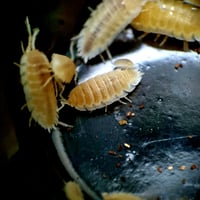 Image 1 of White 'Calico' - Porcellio Scaber 