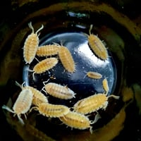 Image 3 of White 'Calico' - Porcellio Scaber 