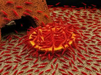 Image 1 of Fire Red Neocaridina Shrimp (20+1)