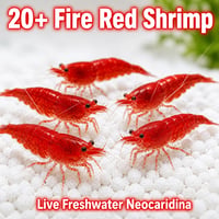 Image 2 of Fire Red Neocaridina Shrimp (20+1)