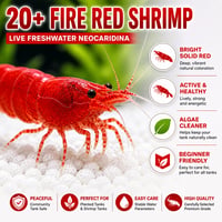 Image 3 of Fire Red Neocaridina Shrimp (20+1)