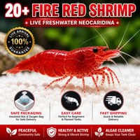 Image 4 of Fire Red Neocaridina Shrimp (20+1)