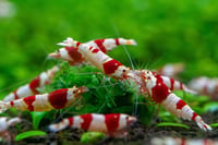 CRS Crystal Red Caridina Shrimp (10+1)