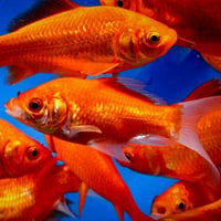 Image 1 of Common Goldfish