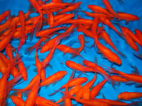 Image 2 of Common Goldfish