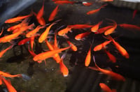 Image 3 of Common Goldfish