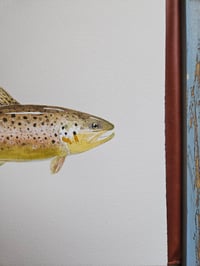 Image 2 of Idaho Brown Trout