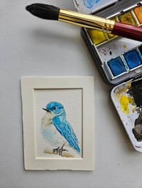Image 1 of Idaho Bluebird
