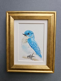 Image 2 of Idaho Bluebird