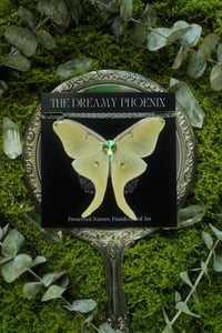Image 1 of Luna Moth Necklace
