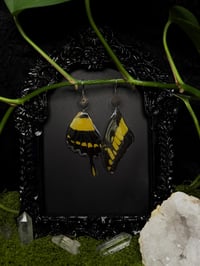 Image 1 of Giant Swallowtail Butterfly Wing Earrings