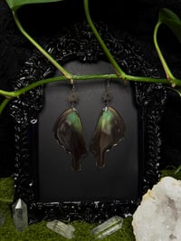 Image 1 of Papilio Paranthus Butterfly Wing Earrings II