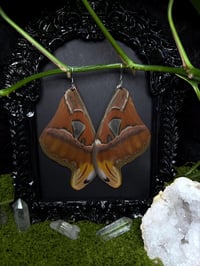 Image 1 of Atlas Moth Wing Earrings