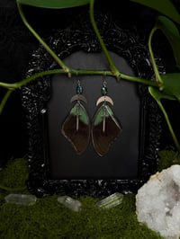 Image 1 of Papilio Paranthus Butterfly Wing Earrings