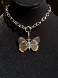 Image 2 of The Crazy 88 — Diaethria Clymena Butterfly Choker