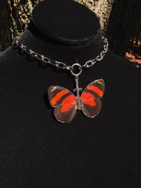 Image 2 of Callicore Cynosura Butterfly Sword Choker