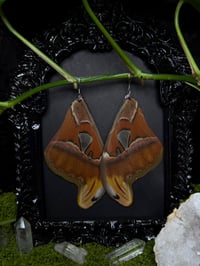 Image 2 of Atlas Moth Wing Earrings