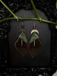 Image 2 of Papilio Paranthus Butterfly Wing Earrings