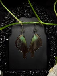 Image 2 of Papilio Paranthus Butterfly Wing Earrings II