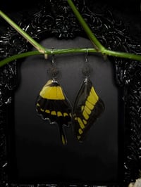 Image 2 of Giant Swallowtail Butterfly Wing Earrings