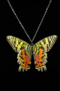 Image 3 of Madagascan Sunset Moth Necklace