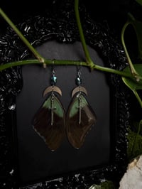 Image 3 of Papilio Paranthus Butterfly Wing Earrings