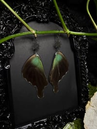 Image 3 of Papilio Paranthus Butterfly Wing Earrings II