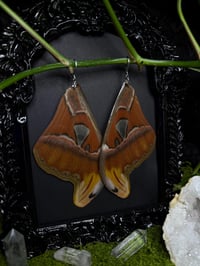 Image 3 of Atlas Moth Wing Earrings