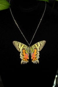 Image 4 of Madagascan Sunset Moth Necklace