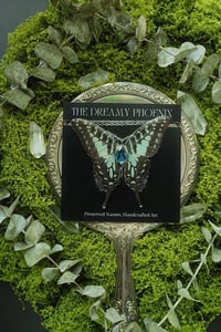 Image 4 of Graphium Antheus Butterfly Necklace