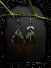 Image 4 of Papilio Paranthus Butterfly Wing Earrings