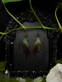 Image 4 of Papilio Paranthus Butterfly Wing Earrings II