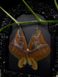 Image 4 of Atlas Moth Wing Earrings