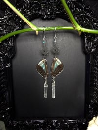 Image 3 of Graphium Sarpedon Butterfly Wing Earrings