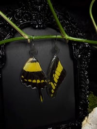 Image 3 of Giant Swallowtail Butterfly Wing Earrings